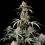 Семена конопли AMNESIA Z (Amnesia Zkittlez) Auto от Fast Buds